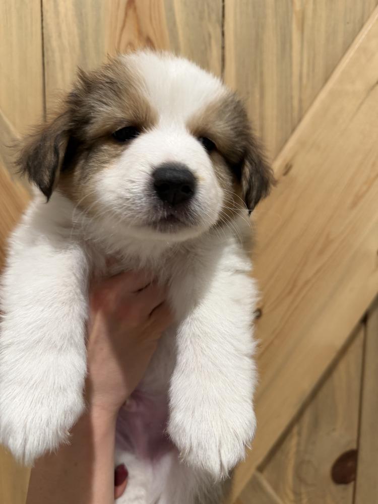 Hopper, Adoptable, Puppy Male Australian Shepherd & Great Pyrenees.