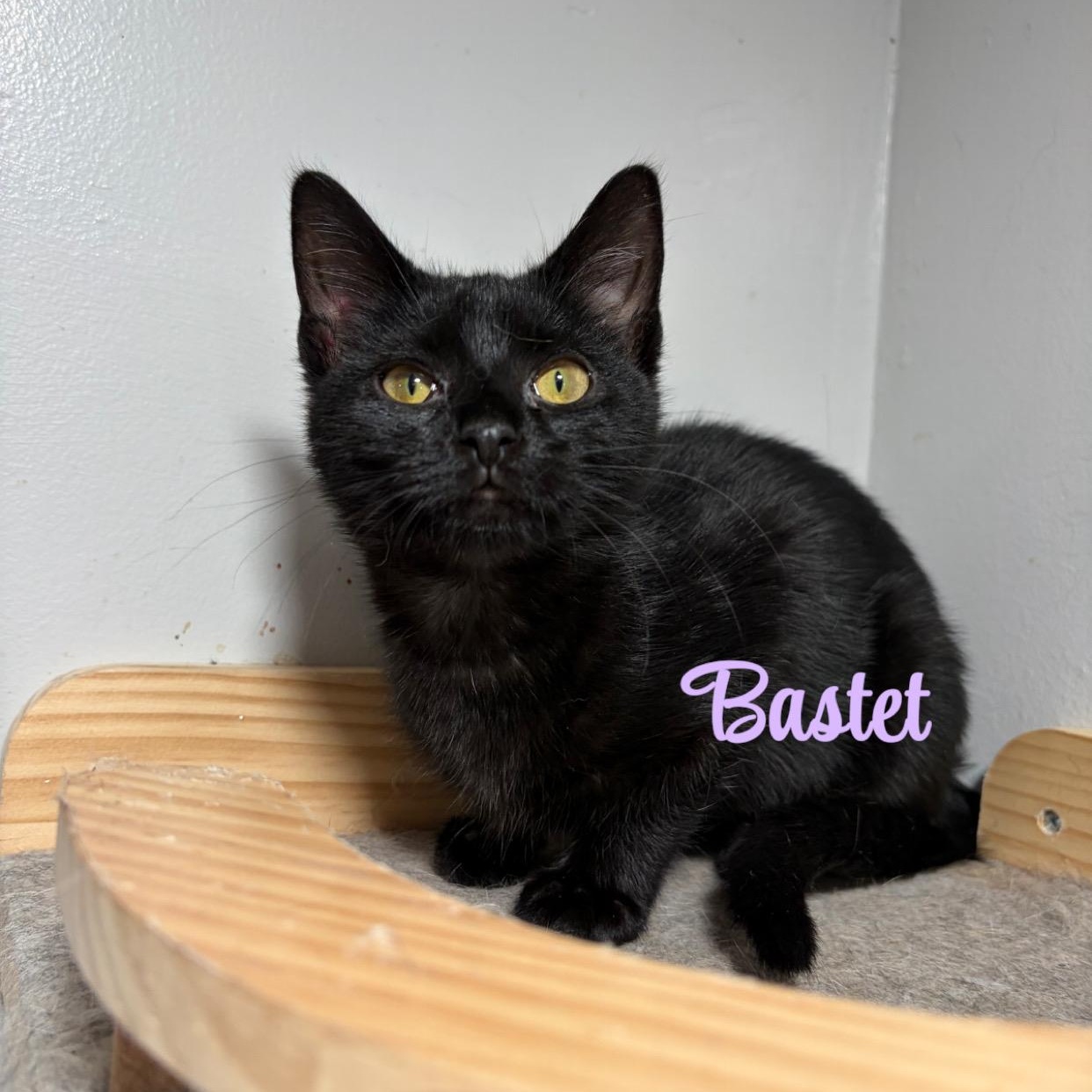 Enlarge Bastet, a Adoptable American Shorthair in West newton, PA image 1/1