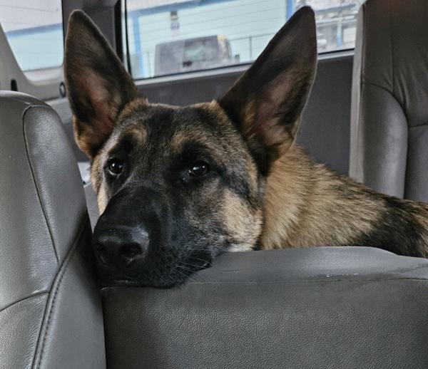 Enlarge Schnitzel, a Adoptable mixed breed in Salem, OR image 1/6