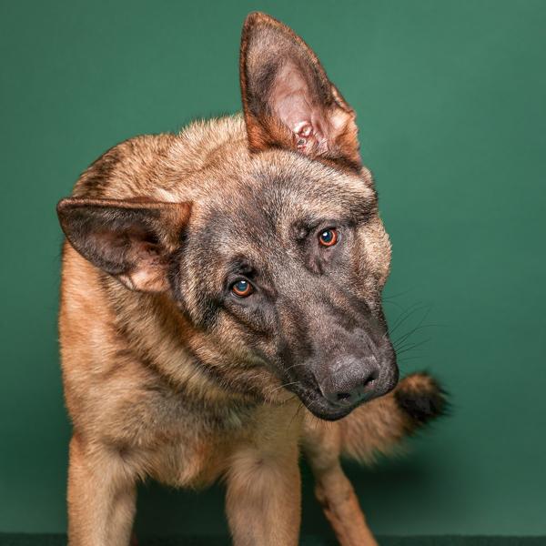 Enlarge Schnitzel, a Adoptable mixed breed in Salem, OR image 2/6