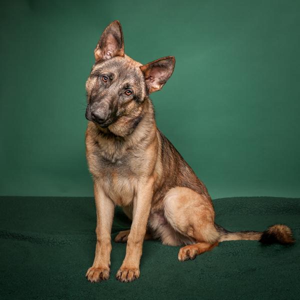 Enlarge Schnitzel, a Adoptable mixed breed in Salem, OR image 3/6