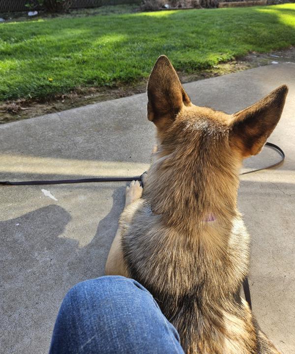 Enlarge Schnitzel, a Adoptable mixed breed in Salem, OR image 5/6