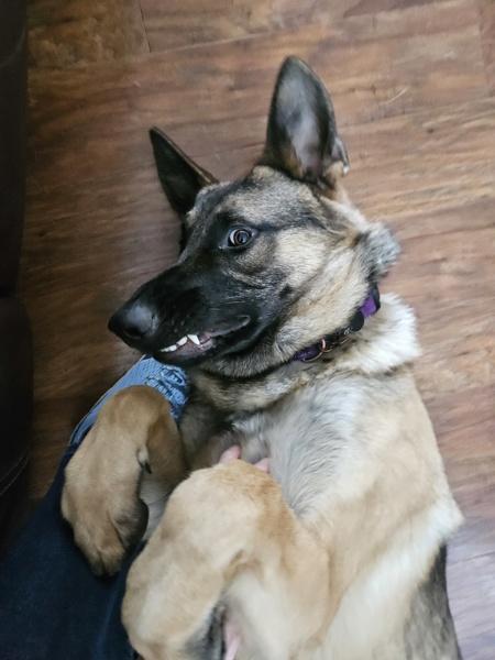 Enlarge Schnitzel, a Adoptable mixed breed in Salem, OR image 6/6