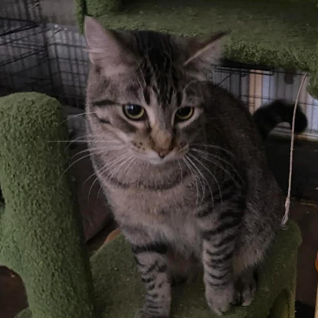 Anton, Adoptable, Young Male Domestic Short Hair.