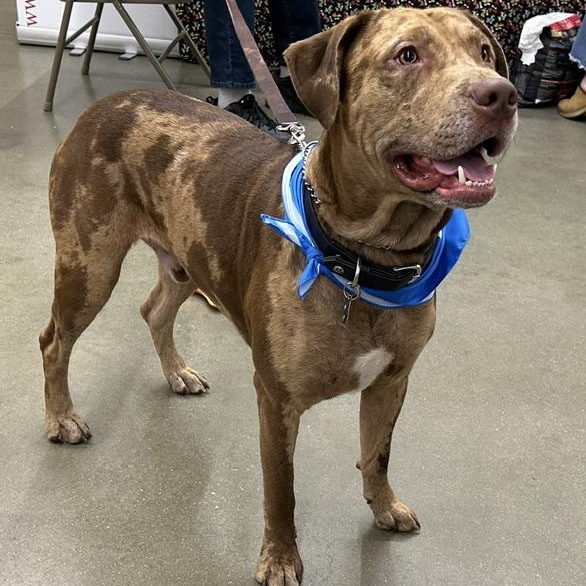 Cooper, a ADOPTABLE mixed breed in Irmo, SC image 2/5