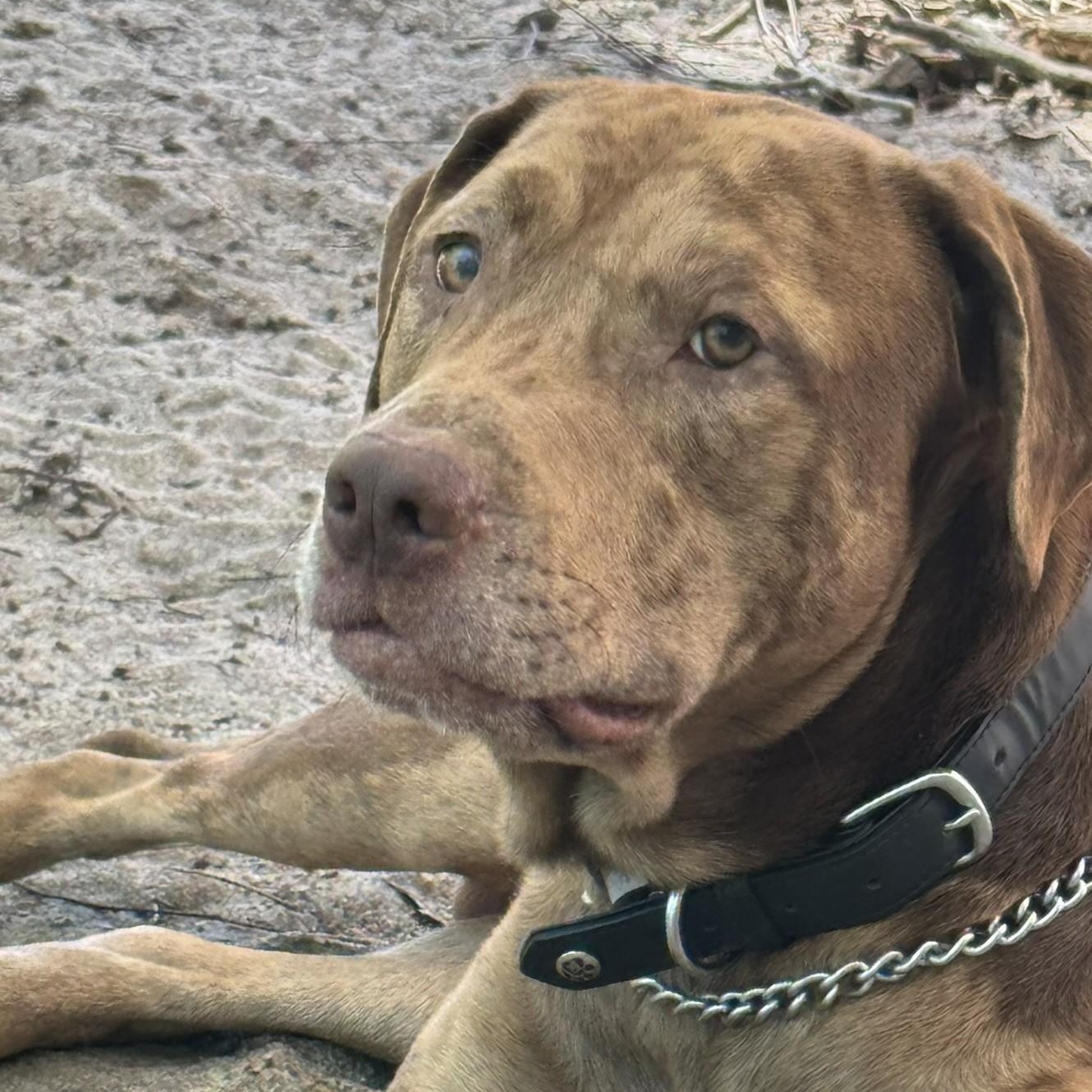 Cooper, a ADOPTABLE mixed breed in Irmo, SC image 5/5