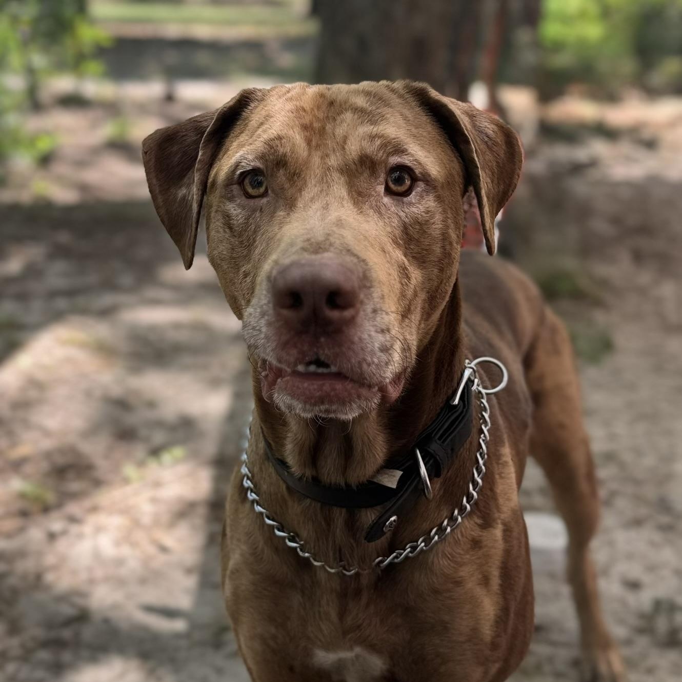 Cooper, a ADOPTABLE mixed breed in Irmo, SC image 3/5