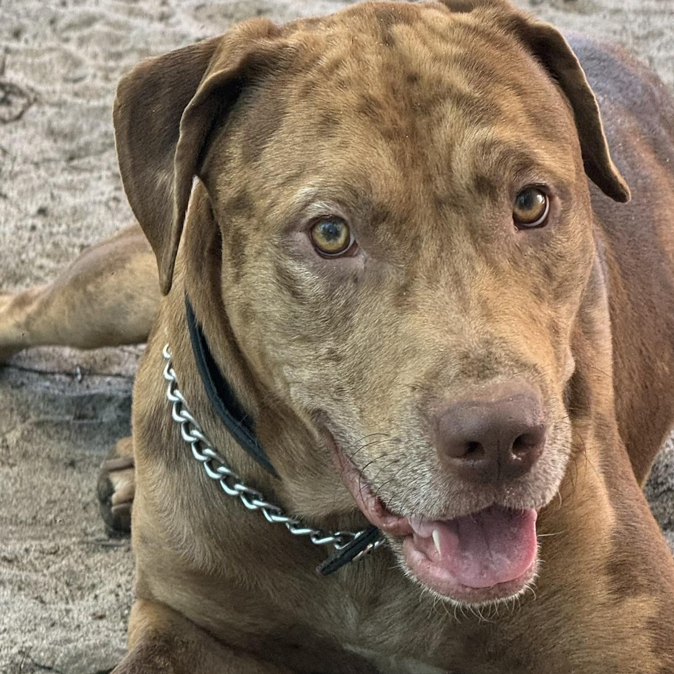 Cooper, a ADOPTABLE mixed breed in Irmo, SC image 4/5