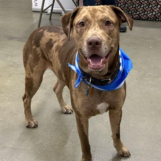 Cooper, a ADOPTABLE mixed breed in Irmo, SC image 1/5