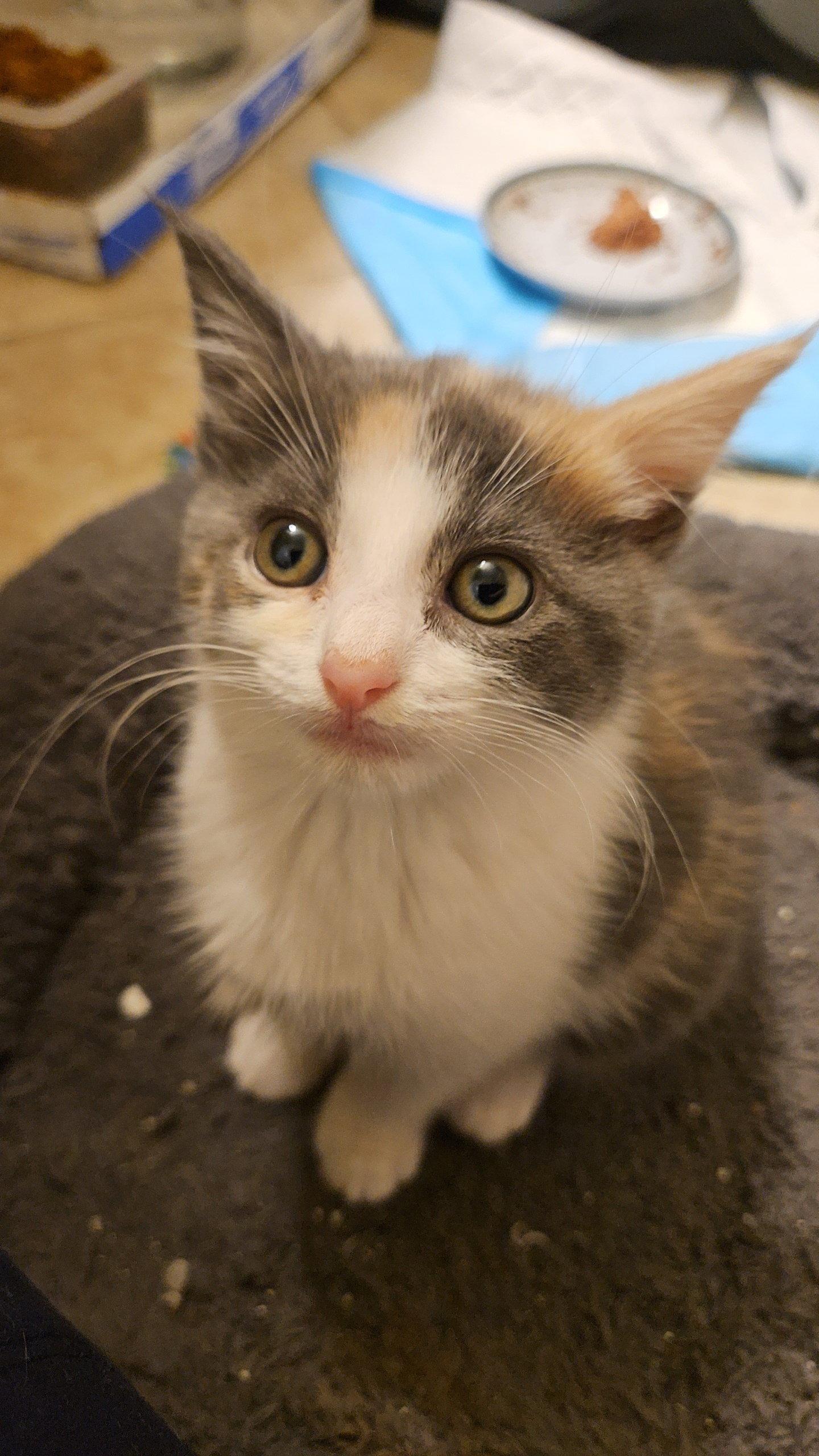 Enlarge *Sweetart, a Adopted Domestic Short Hair in Forest, VA image 1/3