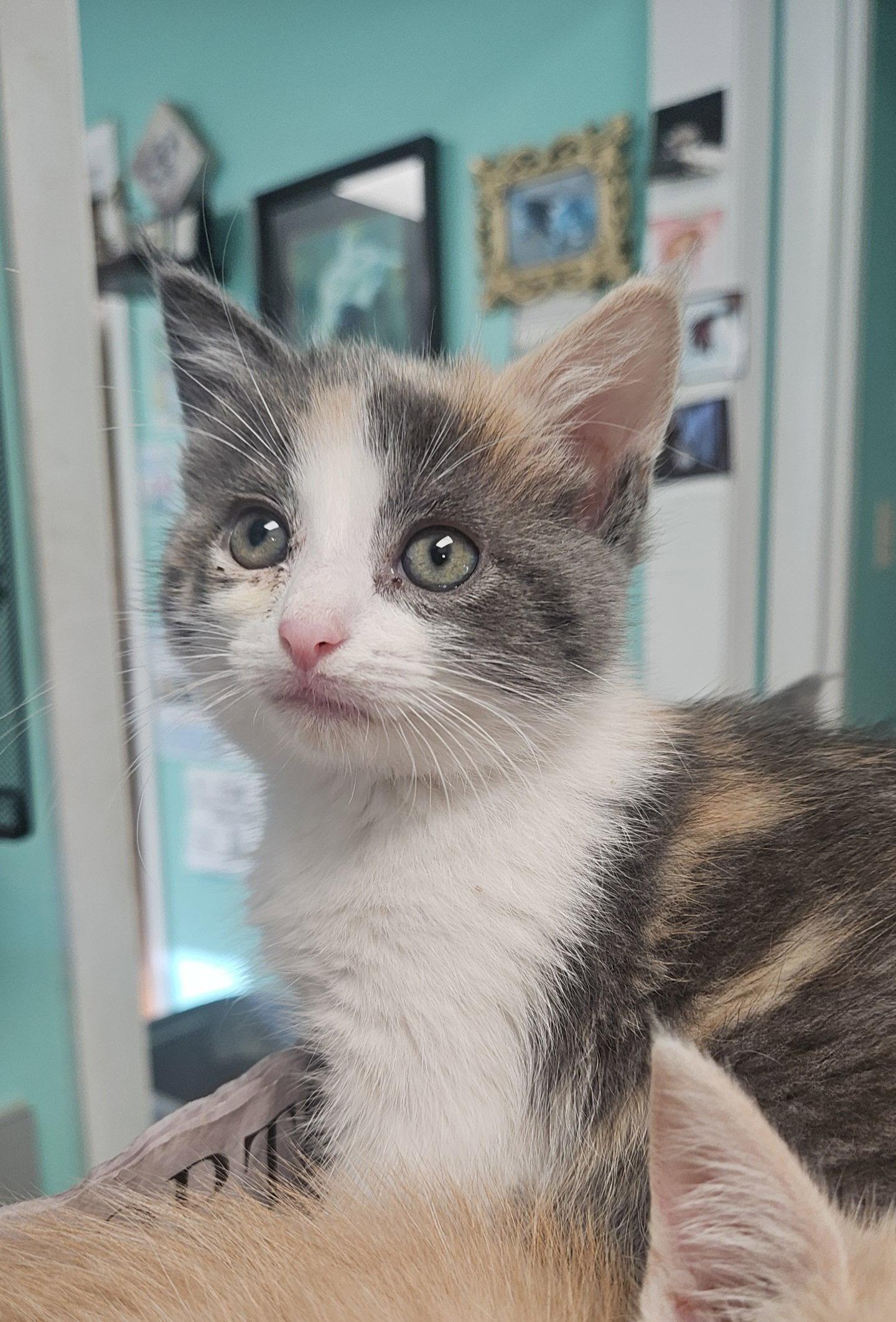 Enlarge *Sweetart, a Adopted Domestic Short Hair in Forest, VA image 2/3