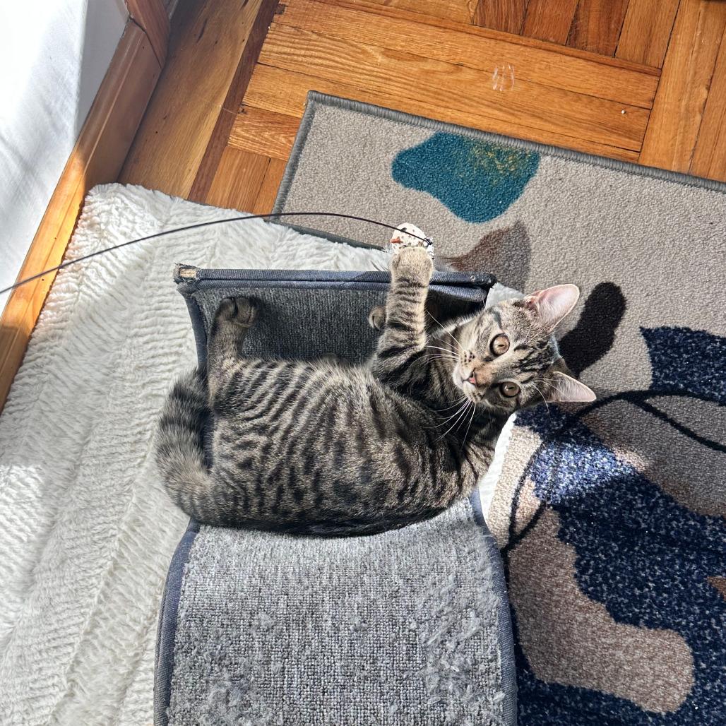 Graycie, Adoptable, Young Female Domestic Short Hair & Domestic Short Hair.