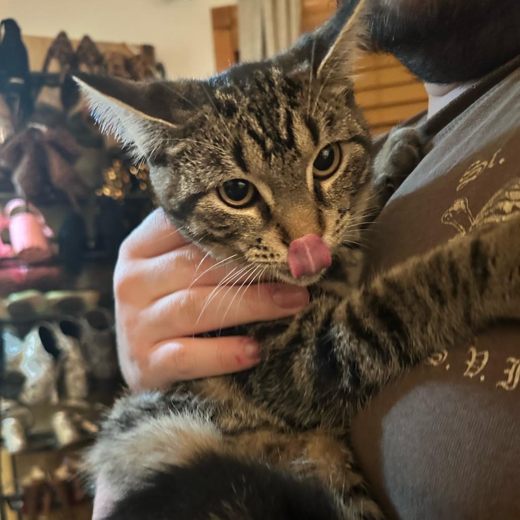 Graycie- $25 Bissell Sponsored Adoption Fee!, Adoptable, Young Female Domestic Short Hair & Domestic Short Hair.