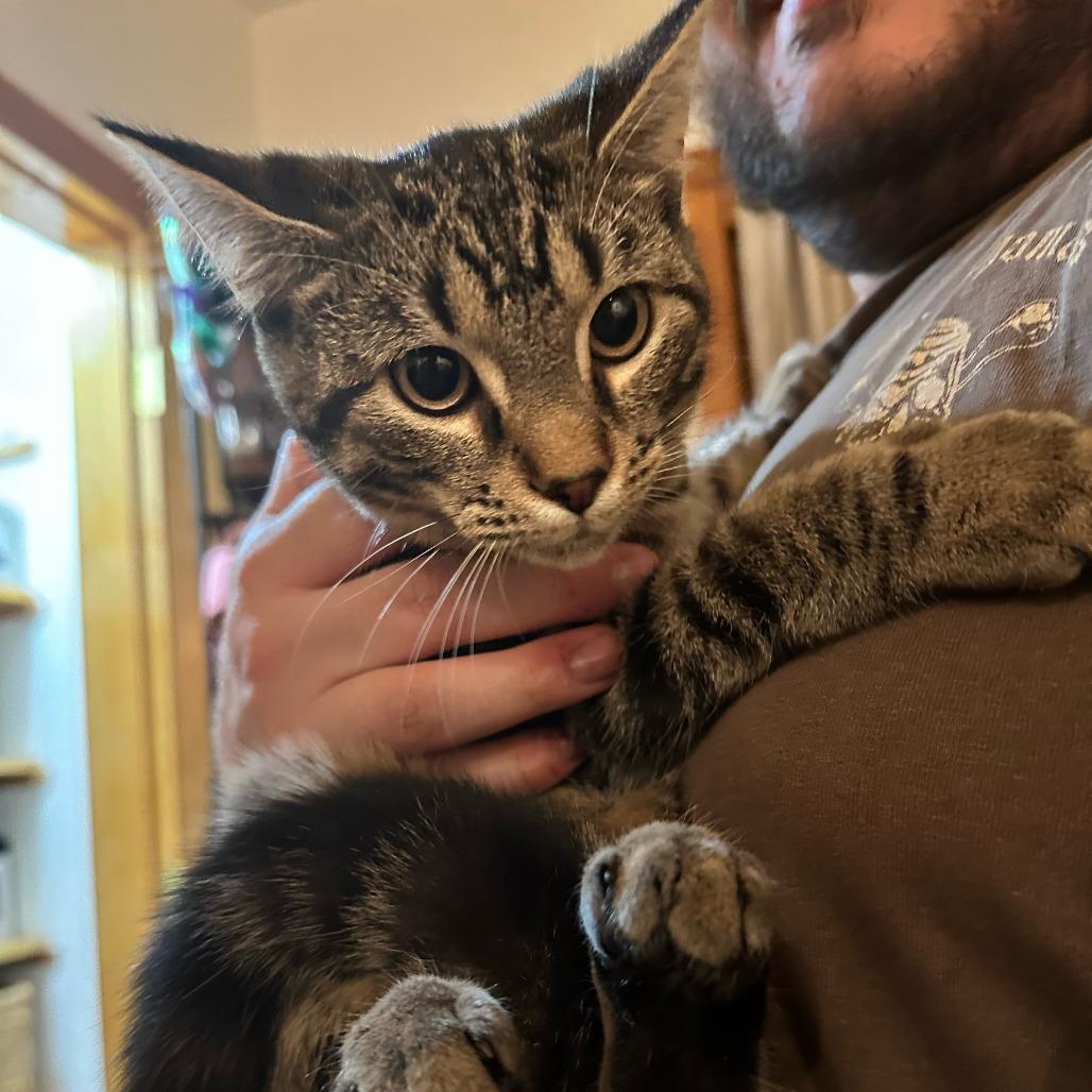 Graycie- $25 Bissell Sponsored Adoption Fee!, a Adoptable mixed breed in Staten Island, NY image 2/4