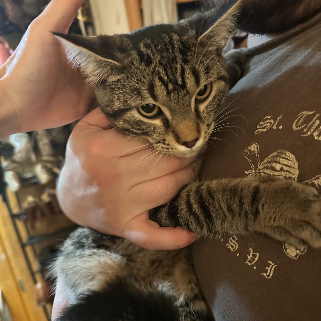 Graycie- $25 Bissell Sponsored Adoption Fee!, a Adoptable mixed breed in Staten Island, NY image 3/4