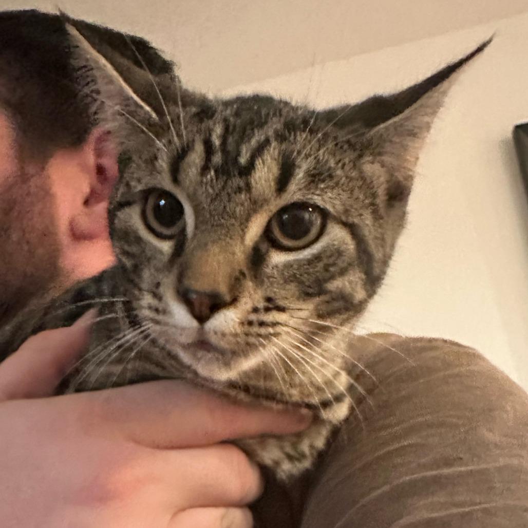 Graycie- $25 Bissell Sponsored Adoption Fee!, a Adoptable mixed breed in Staten Island, NY image 4/4