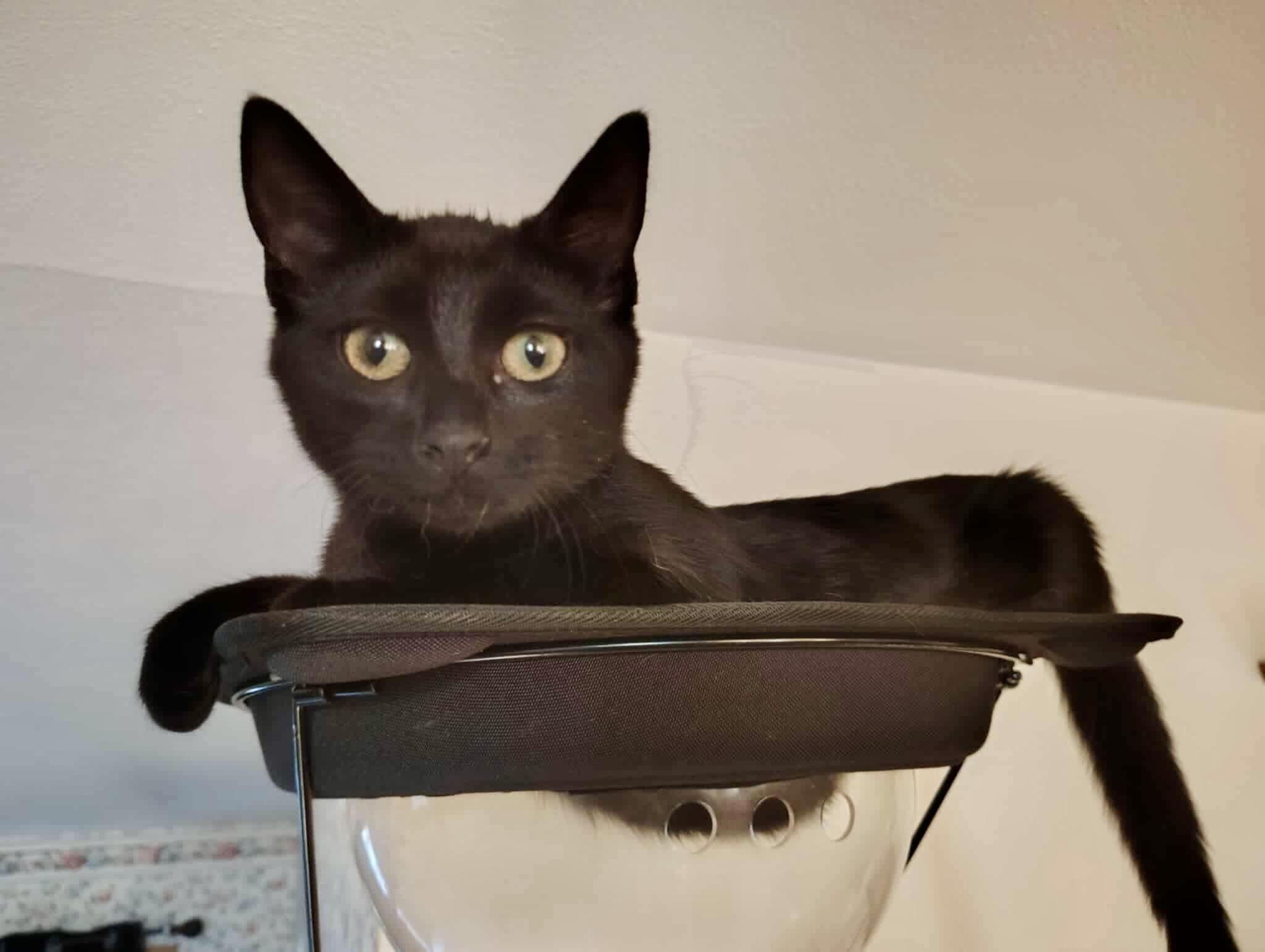 Esumira, Adoptable, Kitten Female Domestic Short Hair.