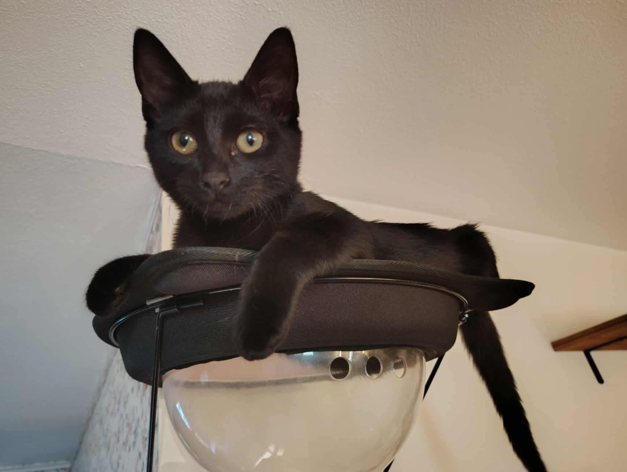 Esumira, a Adoptable Domestic Short Hair in Crookston, MN image 2/3