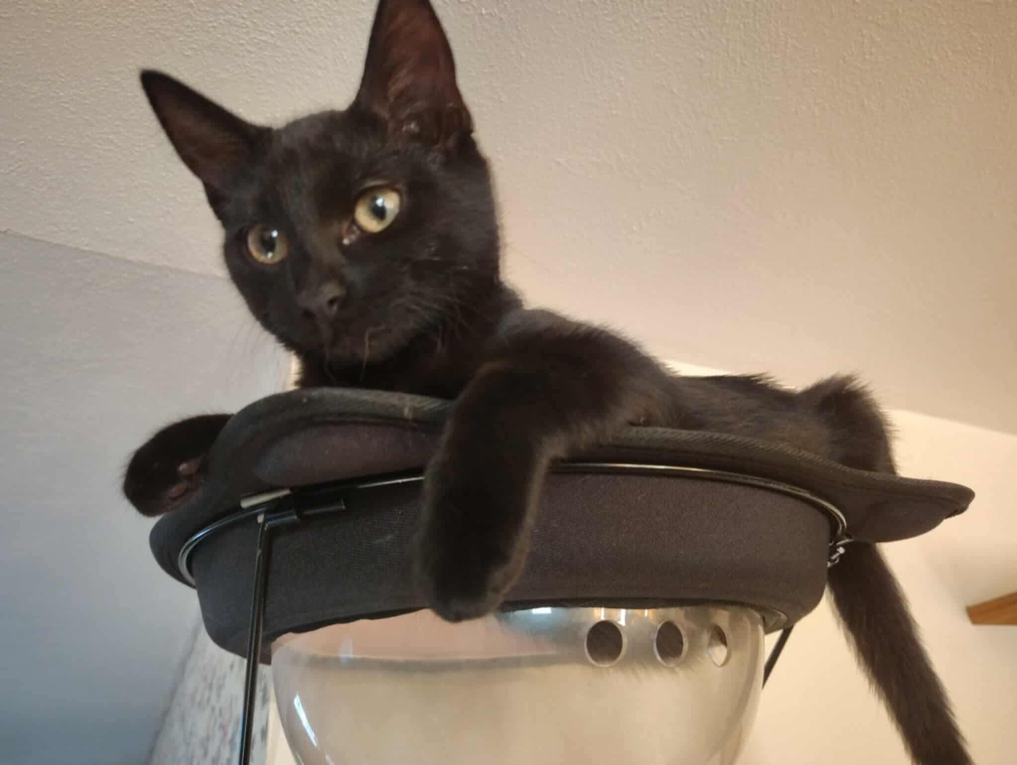 Esumira, a Adoptable Domestic Short Hair in Crookston, MN image 3/3