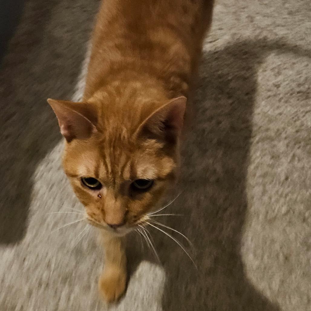 Enlarge Minnie, a Adoptable Domestic Short Hair in Marion, IL image 3/6