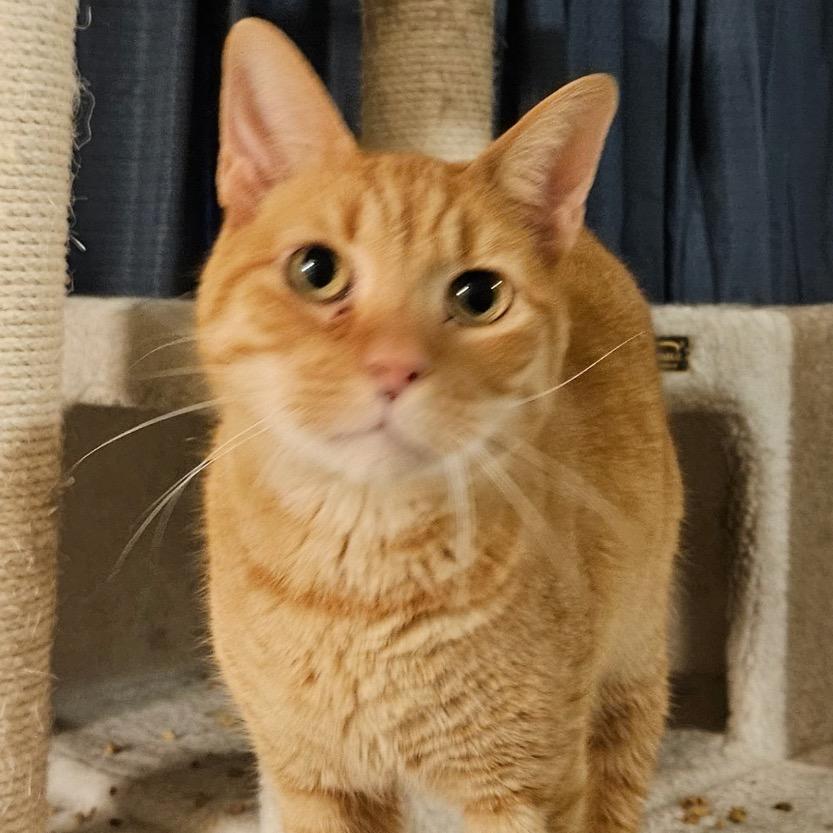 Enlarge Minnie, a Adoptable Domestic Short Hair in Marion, IL image 4/6