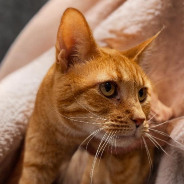 Enlarge Minnie, a Adoptable Domestic Short Hair in Marion, IL image 5/6