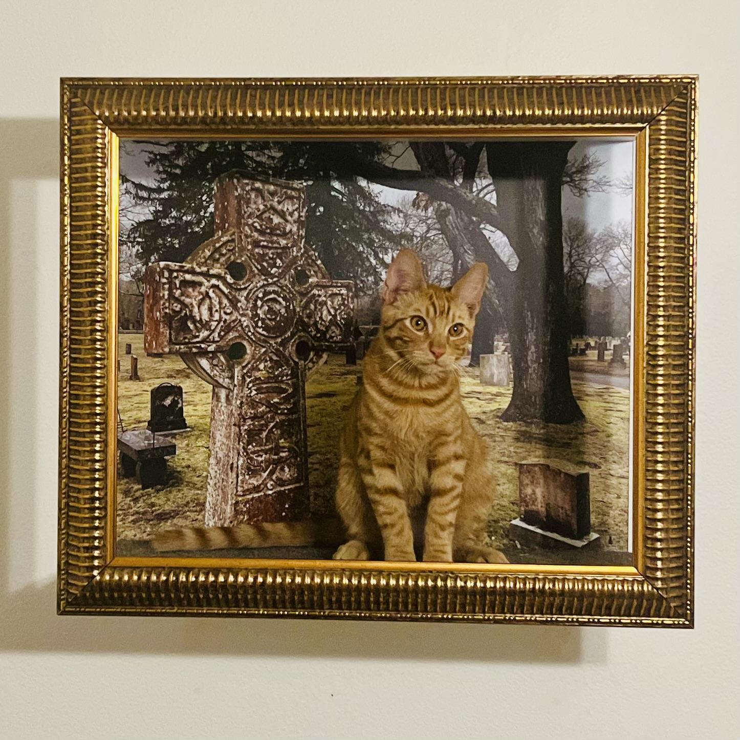 Enlarge Cheeto, a Adoptable Domestic Short Hair in Santa Clarita, CA image 1/3