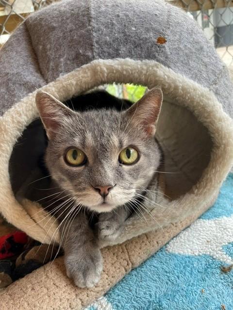Bubba, ADOPTABLE, Senior Male Domestic Short Hair.