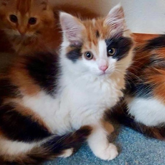 Tinkerbell, Adopted, Kitten Female Domestic Short Hair.