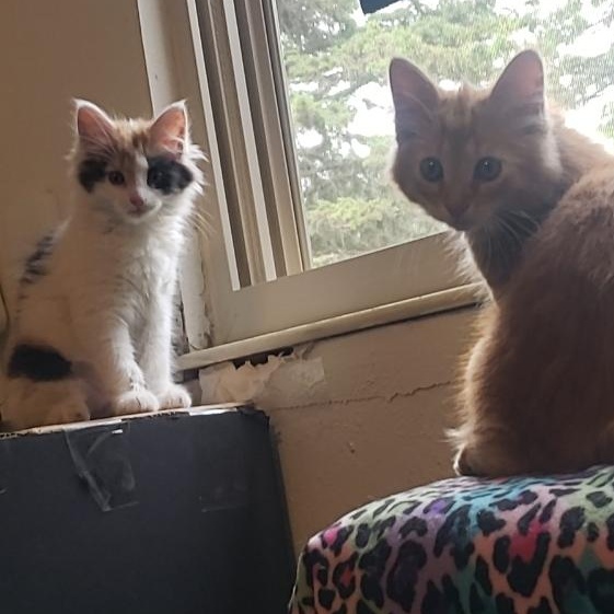 Enlarge Tinkerbell, a Adopted Domestic Short Hair in Delta, OH image 2/5