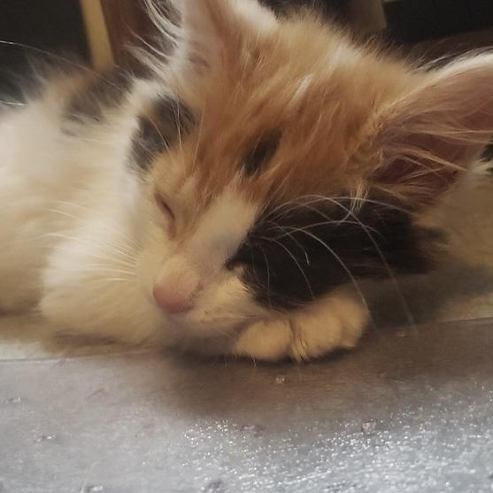 Enlarge Tinkerbell, a Adopted Domestic Short Hair in Delta, OH image 4/5