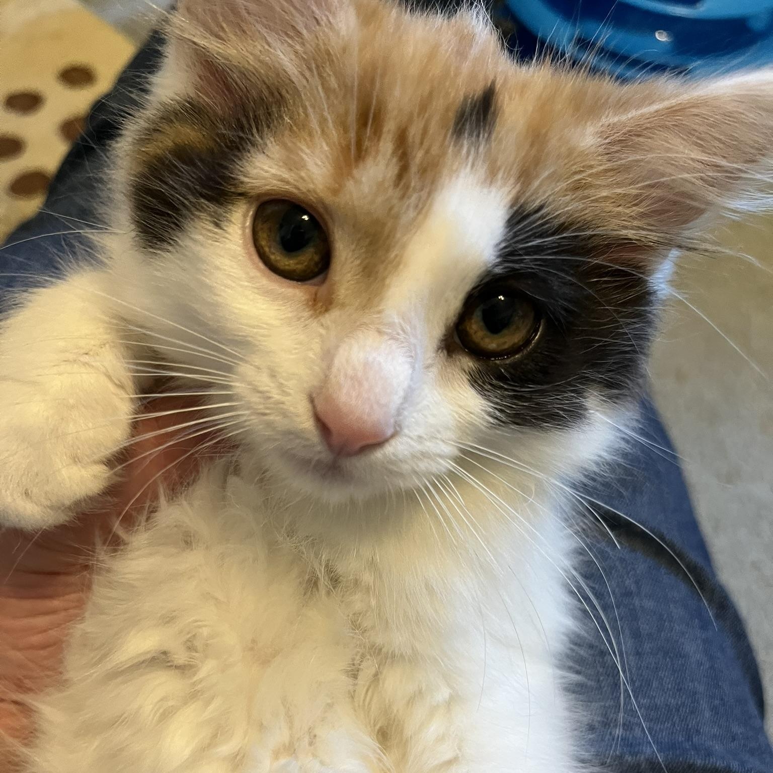 Enlarge Tinkerbell, a Adopted Domestic Short Hair in Delta, OH image 5/5