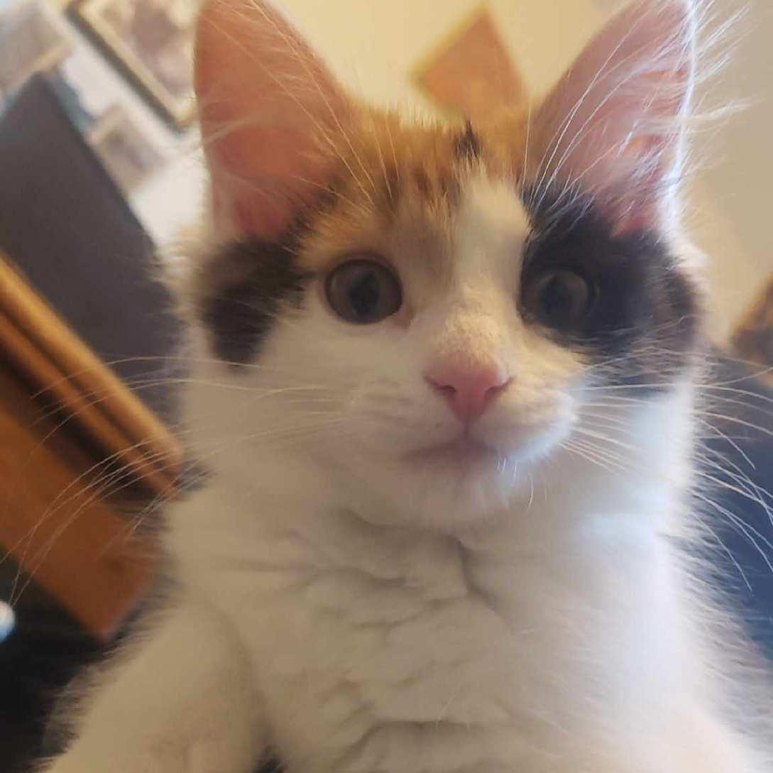 Enlarge Tinkerbell, a Adopted Domestic Short Hair in Delta, OH image 3/5