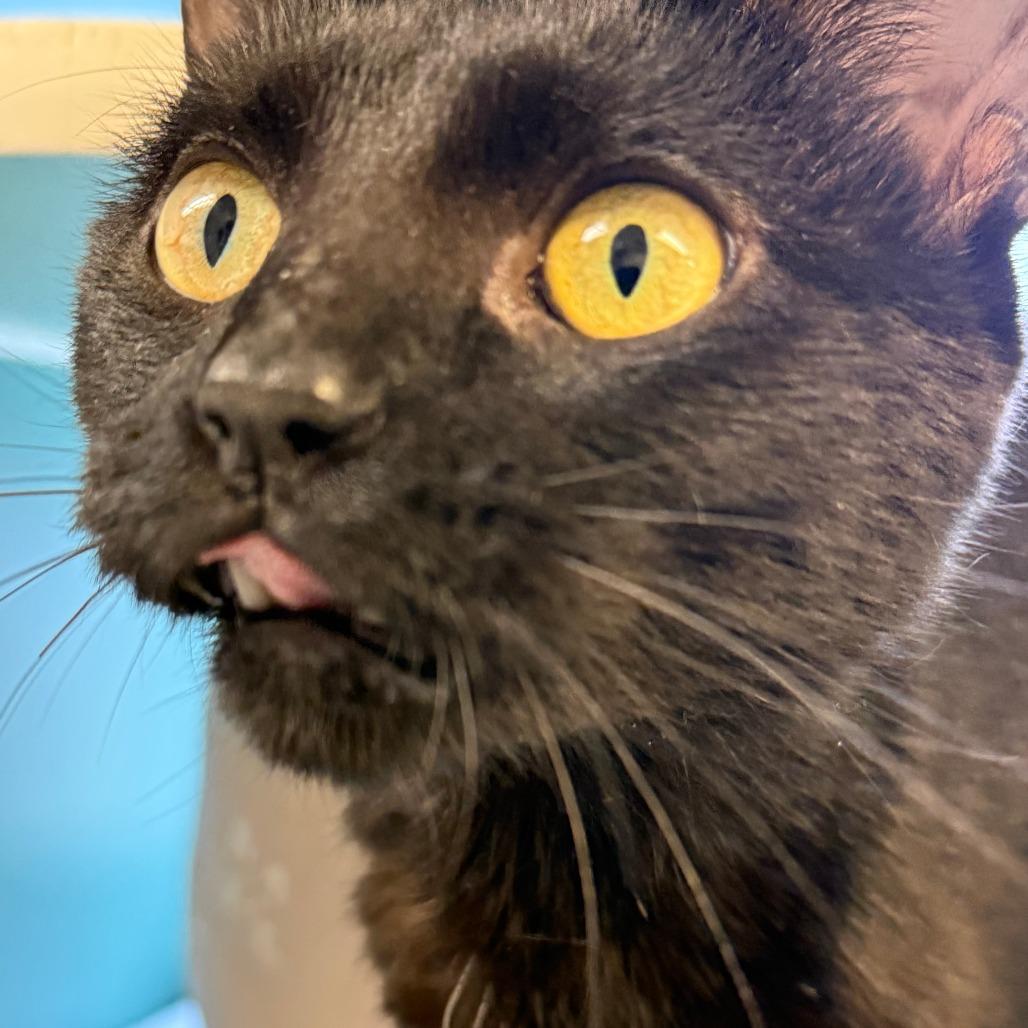 Rhonda, Adoptable, Young Female Domestic Short Hair.