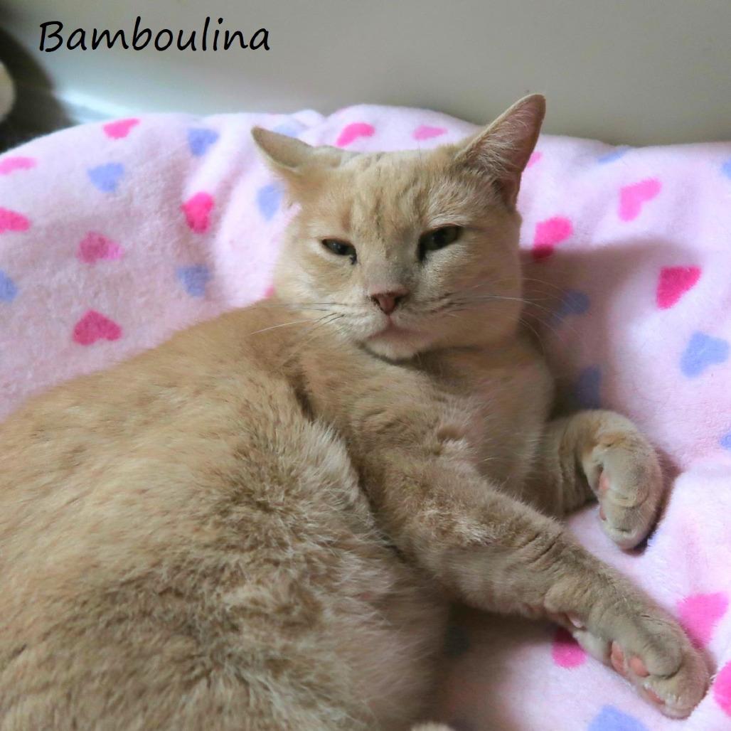 Bamboulina, Adoptable, Adult Female Domestic Short Hair.