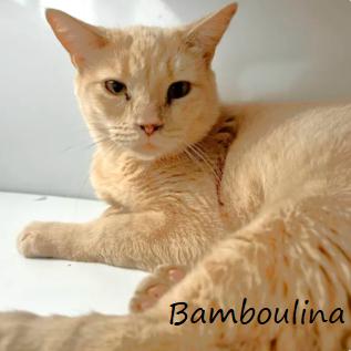 Bamboulina, a Adoptable Domestic Short Hair in Yucaipa, CA image 2/6