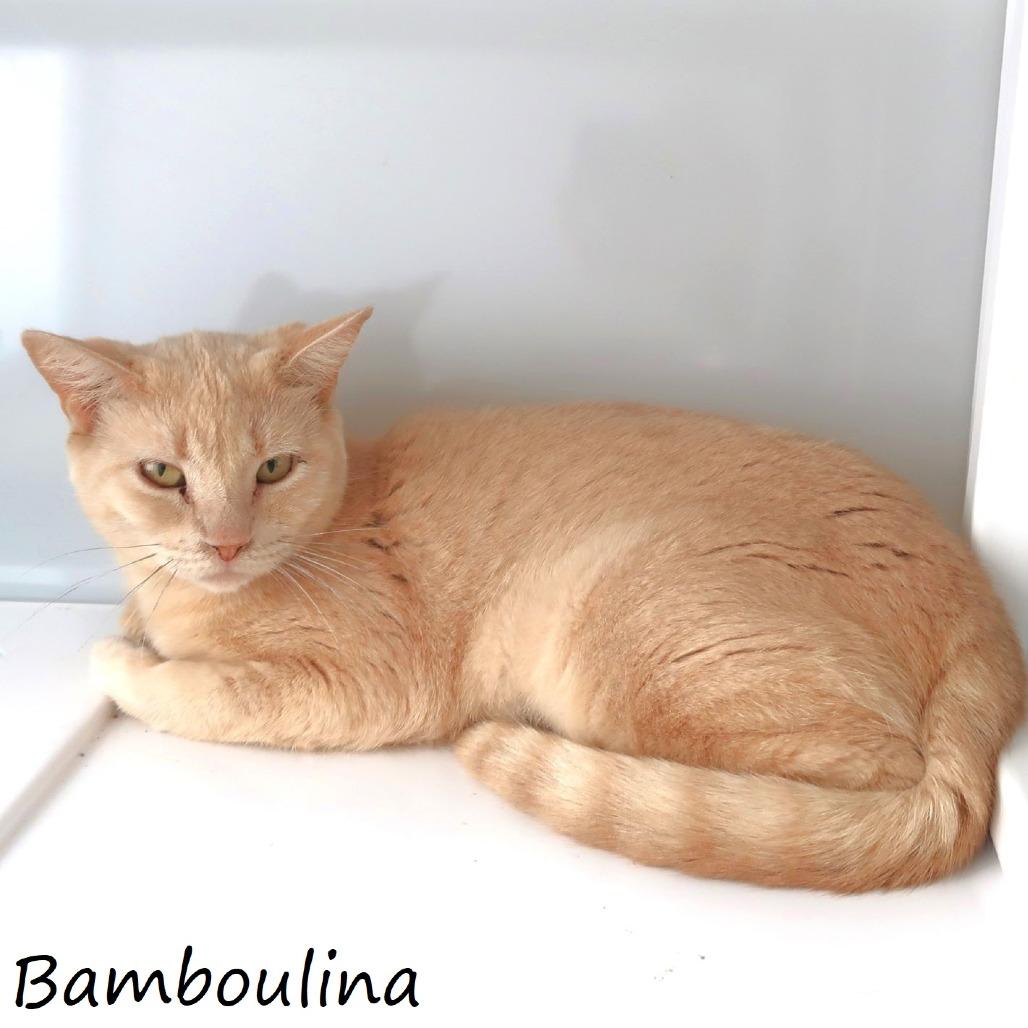 Bamboulina, a Adoptable Domestic Short Hair in Yucaipa, CA image 3/6