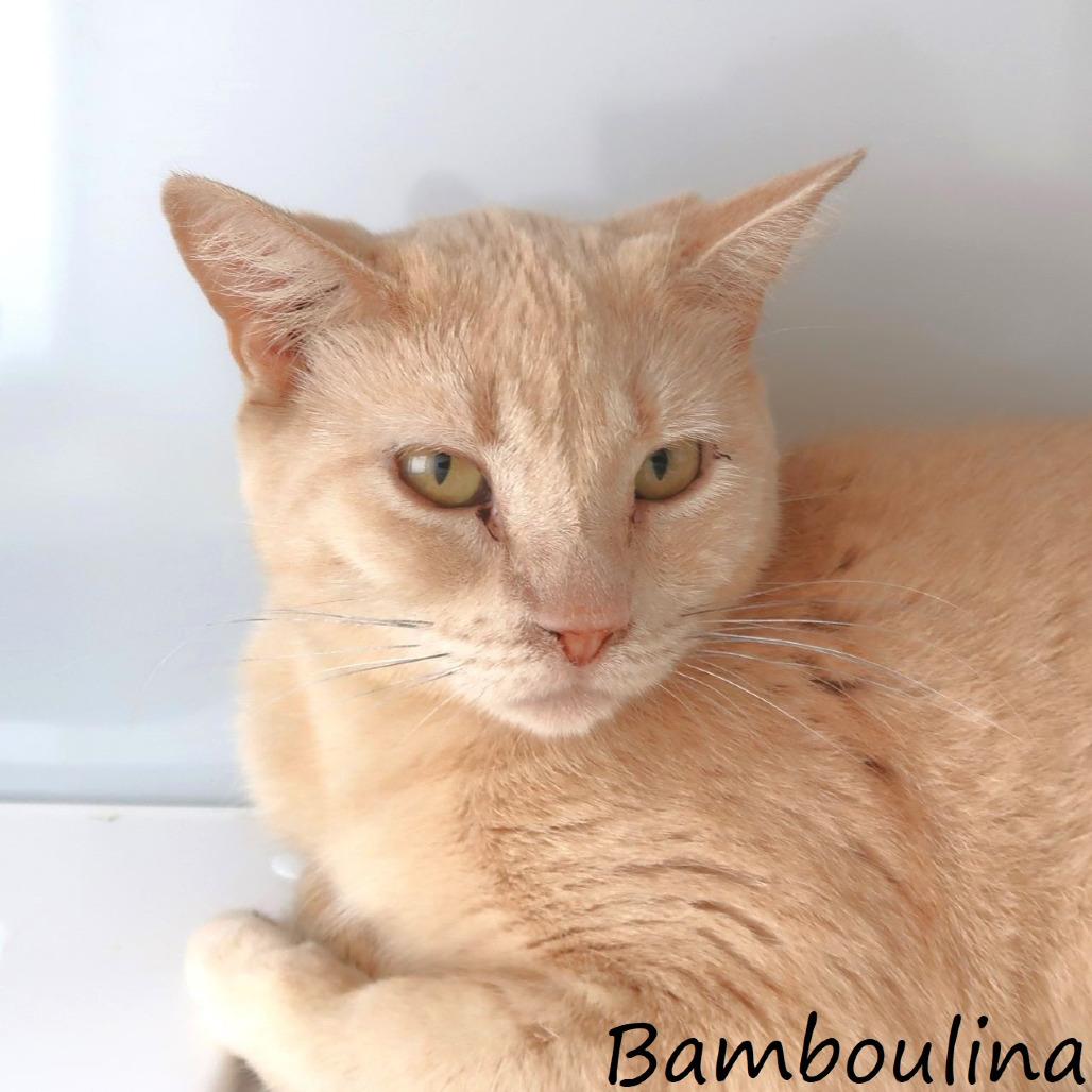Bamboulina, a Adoptable Domestic Short Hair in Yucaipa, CA image 4/6