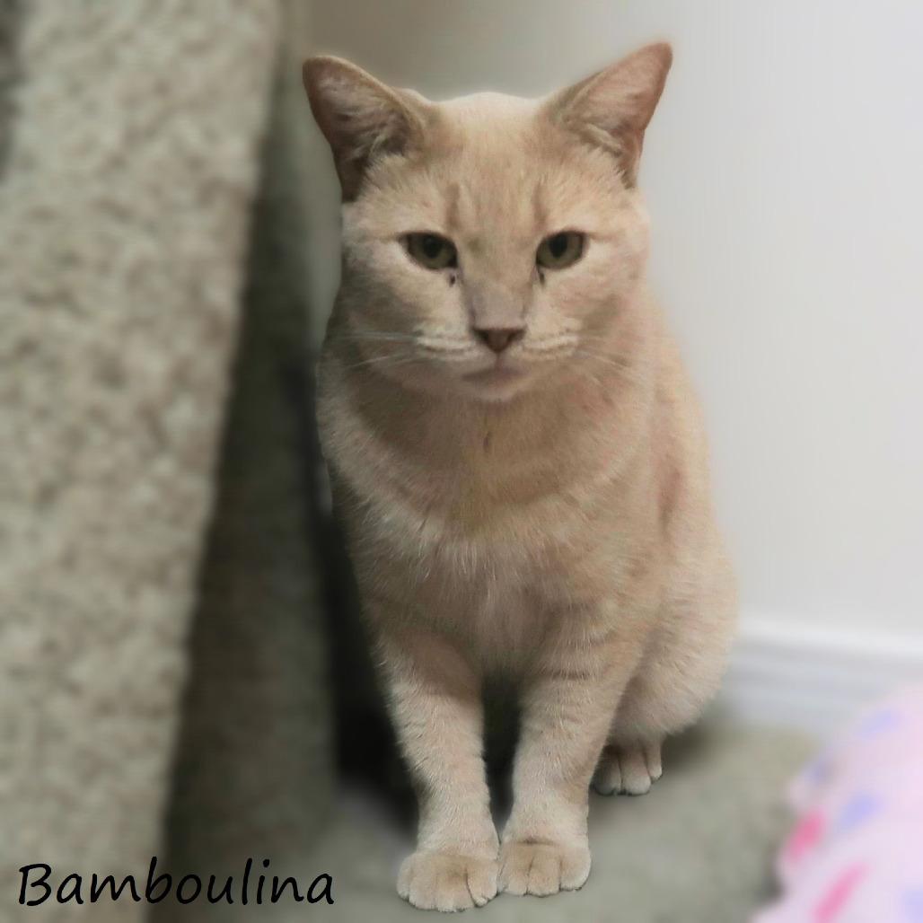 Bamboulina, a Adoptable Domestic Short Hair in Yucaipa, CA image 5/6