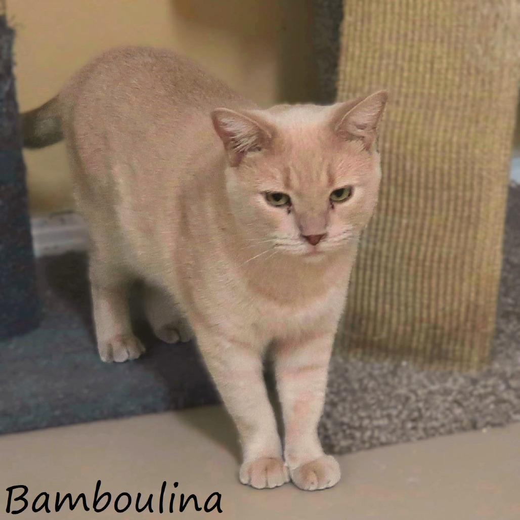 Bamboulina, a Adoptable Domestic Short Hair in Yucaipa, CA image 6/6