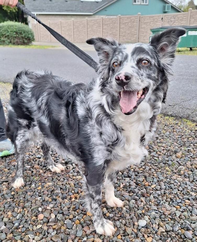 Sheila, ADOPTABLE, Young Female Australian Shepherd.