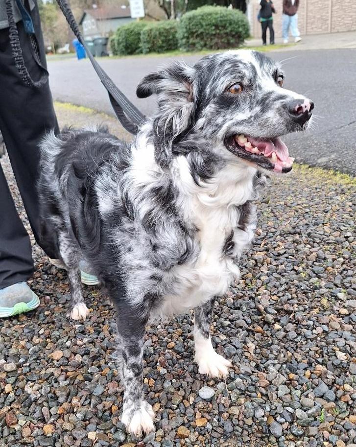 Enlarge Sheila, a ADOPTABLE Australian Shepherd in Salem, OR image 2/4