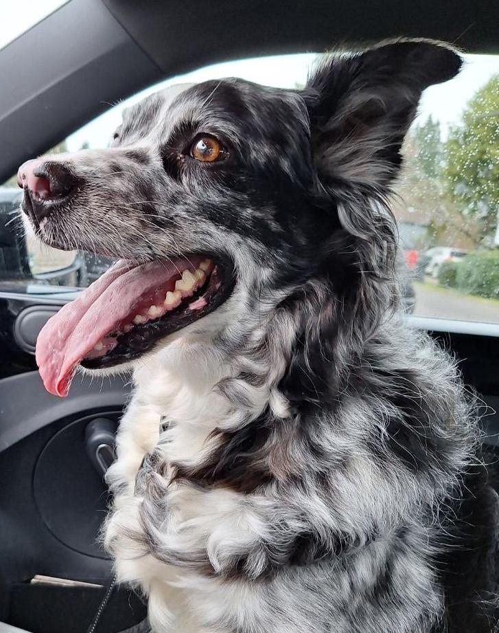 Enlarge Sheila, a ADOPTABLE Australian Shepherd in Salem, OR image 3/4