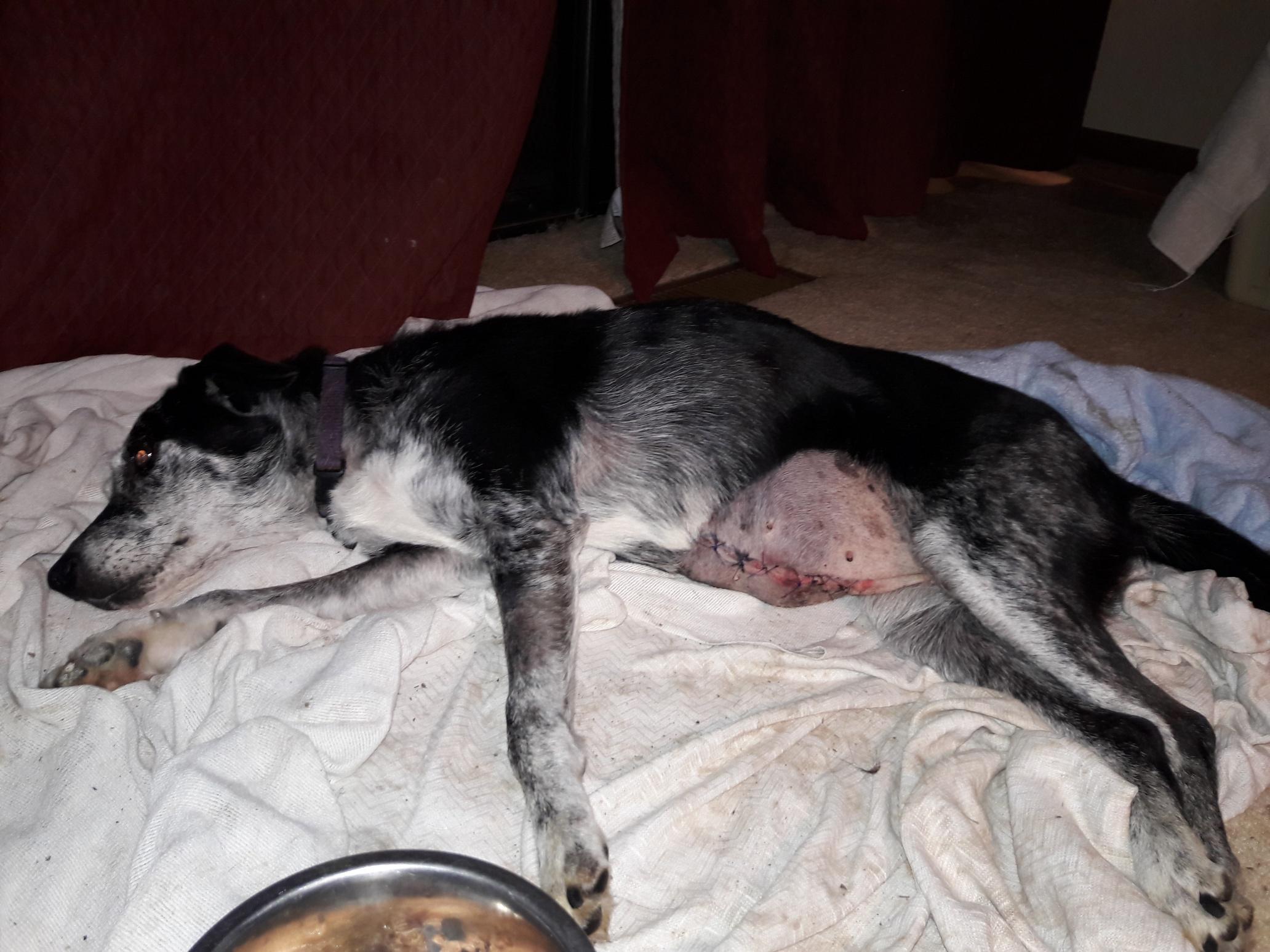 Enlarge Sheila, a ADOPTABLE Australian Shepherd in Salem, OR image 4/4