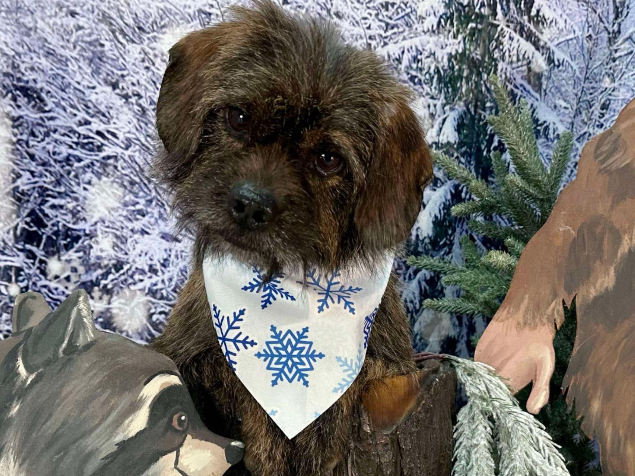 Uno, a Adoptable mixed breed in Winchester, KY image 2/3