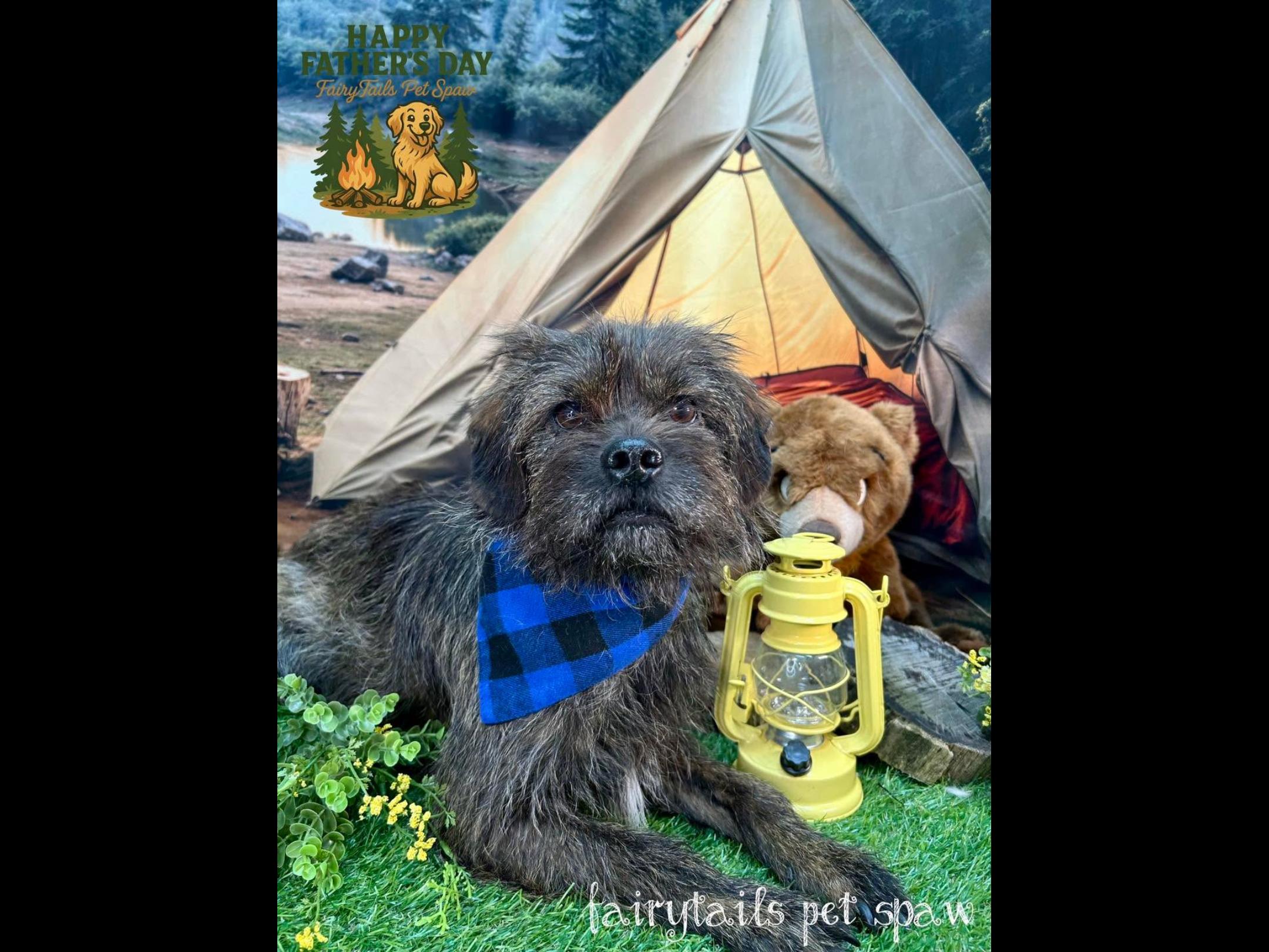 Uno, Adoptable, Adult Male Terrier.