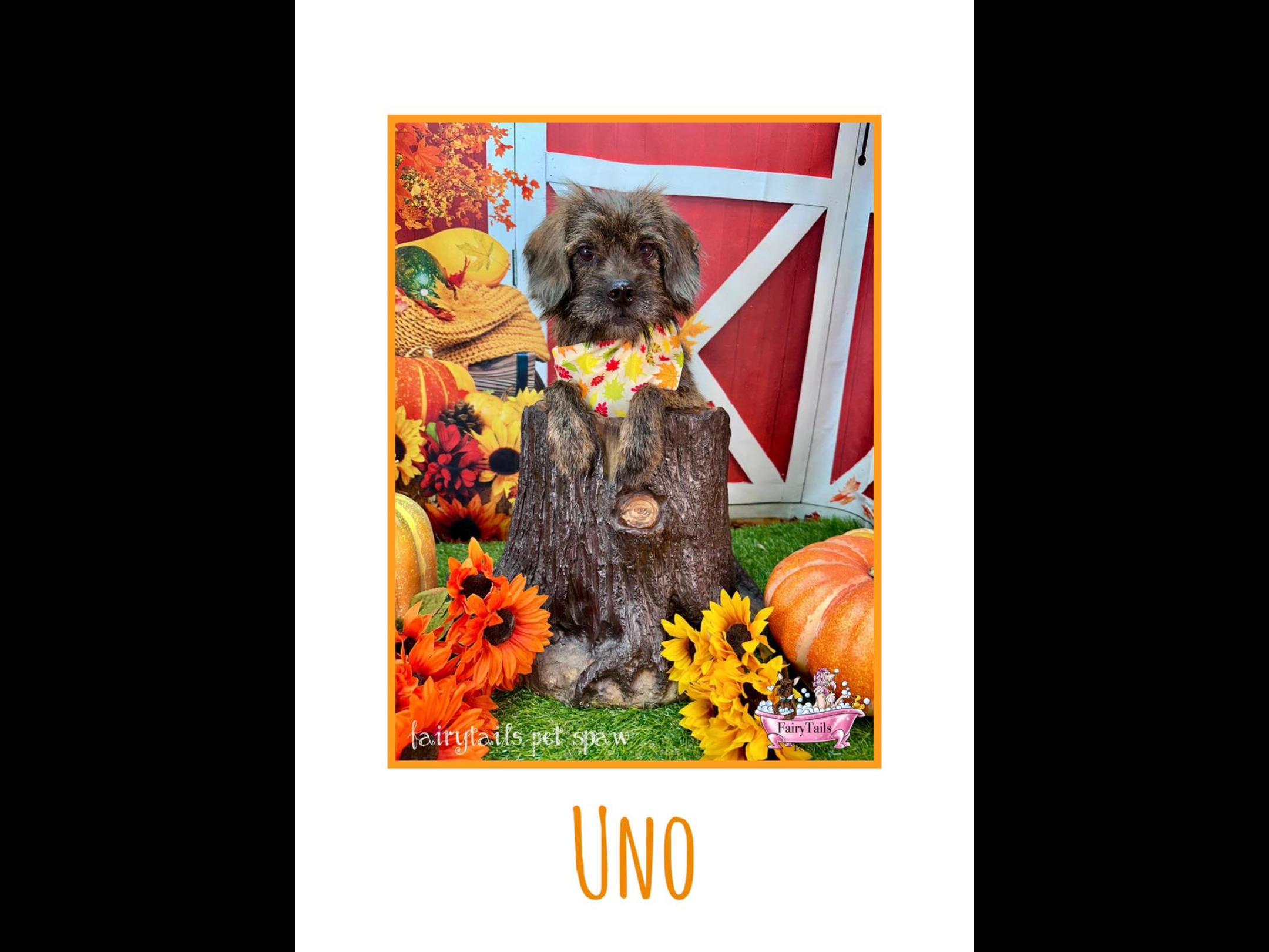 Uno, a Adoptable mixed breed in Winchester, KY image 3/3