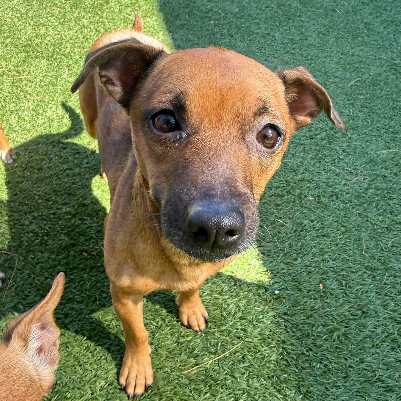Lena, a Adoptable mixed breed in Groton, CT image 2/4