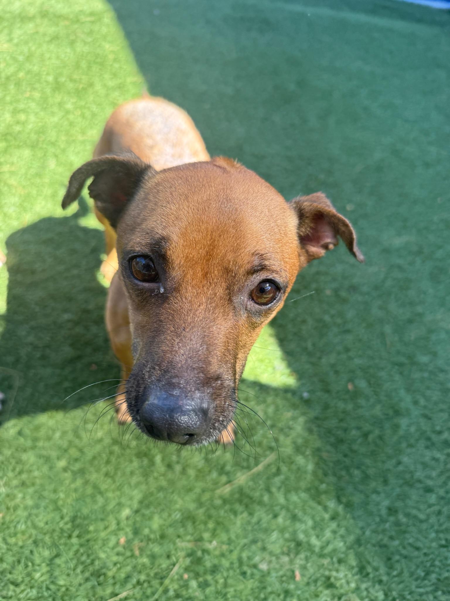 Lena, a Adoptable mixed breed in Groton, CT image 4/4