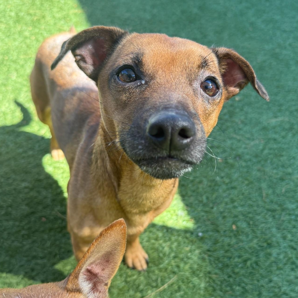 Lena, Adoptable, Adult Female Chihuahua & Dachshund.